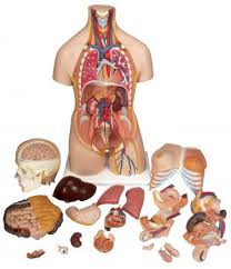 Do you have a question about any of our torso models? Human Torso Models Human Anatomy 3b Models Products