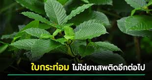 ขับเคลื่อนงานวิจัย พืชกระท่อม พัฒนาสู่เป็นเภสัชตำรับบำบัดผู้เสพยาเสพติด โชว์ผลทดสอบความสัมพันธ์ระดับ mitragynine ในเลือด ไม่กระทบต่อ. 8oy3moqiurafhm