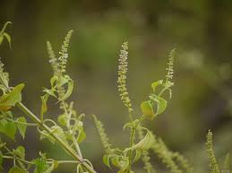 Image result for Basilicum polystachyon