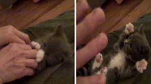 Original Surprised Kitty Viral Video Set To Be Auctioned Off This Week As A 1 1 Nft From Its Creator Know Your Meme