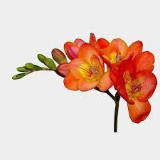 Orange Freesia Flower Bloomsbythebox Freesia Flowers Fresia Flower Flower Drawing