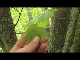 Plantes Bushcraft Le Tilleul