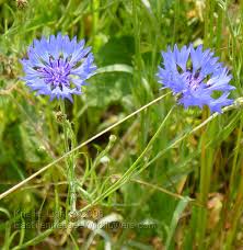 Strong Cornflower Bachelor S Buttons Strong Em Centaurea Cyanus Em Aster Family Span Style Color