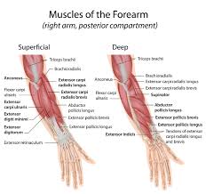 Upper arm muscle diagram these pictures of this page are about:forearm arm tendons. Forearm Muscles Anatomy And Function Bone And Spine