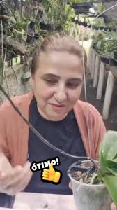 Experiências diárias com as minhas orquídeas . #flores #garden #orchidee