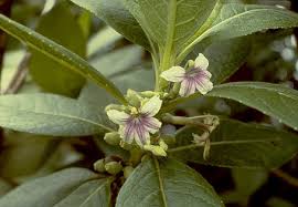 Image result for Goodeniaceae