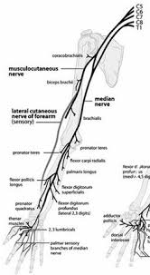 median nerve anatomy orthobullets