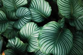 Fasteners, hand tools, power tools, keys, locks, hinges, chains, plumbing supplies, electrical supplies, cleaning products, paint, lawn and garden products, etc.; Bangkok S Best Plant Markets To Create Your Own Green Oasis