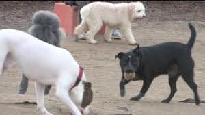 Who gets the dog in a divorce. Pet Custody Changing Who Gets The Dog Now In Divorce Good Day Sacramento