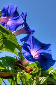 Pin By Elizabeth Sullivan On Fleurs Flowers Photography Amazing Flowers Beautiful Flowers