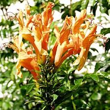 Image result for Tecoma capensis