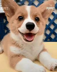 2,097 corgi puppy stock video clips in 4k and hd for creative projects. Funny Corgi Dog Video Funny Animal Quotes Funnyanimals Funnyanimalsquote Funny Corgi Dog Video Funny Corgi Vid Puppies Corgi Funny Funny Animal Videos