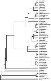 We would like to show you a description here but the site won't allow us. An Early Cambrian Ecdysozoan With A Terminal Mouth But No Anus Biorxiv