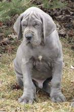 Find great dane puppies and breeders in your area and helpful great dane information. Home
