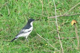 Sedangkan untuk sang betina memiliki warna mata coklat kemerahan. Daftar Lengkap Jenis Burung Dilindungi Di Indonesia Terbaru Dan Nama Latinnya