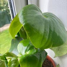 Image result for Pontederia crassipes