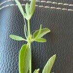 Image result for Justicia heterocarpa