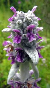 Even when water is low and sunlight is intense, this plant will rarely droop. British Wild Plant Stachys Byzantina Lamb S Ear