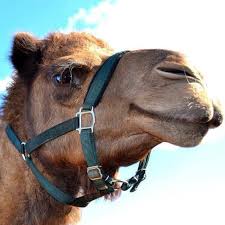 They also offer private group tours with advance reservation. Oasis Camel Dairy Hulafrog Lake Elsinore Menifee Ca