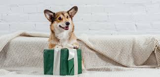There's some statistics that represent that 1 in 5 pet owning homes adopted a new pet during the pandemic. Looking To Adopt A Puppy During The Pandemic Consider This First Aspca
