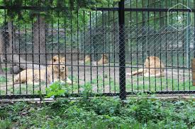 Idei gard gradina idei amenajare gradina legume iluminat gradina dedeman idei amenajare gradina de legume idei terasa gradina idei pentru amenajari gradina idei amenajare gradina rustica imagini o altfel de grădină zoologică la cluj napoca cemerita ro. Zoo Targu MureÈ Cea Mai FrumoasÄ GrÄdinÄ ZoologicÄ Din Romania