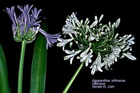 Image result for Liliaceae