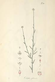 Image result for Hermbstaedtia