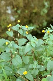 Image result for Acmella