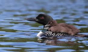 2019 Wildlife Calendars are on...