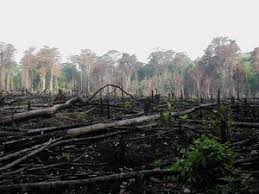 El calentamiento global, que tanta polémica ha causado, es parte de la huella del hombre sobre el medio ambiente. Como Afecta La Deforestacion De La Tierra A Iberoamerica
