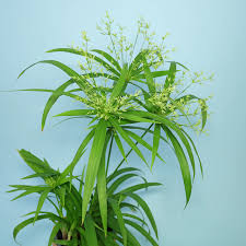 Image result for Cyperus deciduus