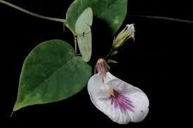 Image result for Clitoria kaessneri