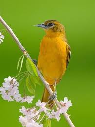 Birds With Yellow Feathers In Michigan Joel Deyoung Holland Michigan May 2011 Http Www Flickr Com Photos 22170831 N05 5710316160 Baltimore Orioles Birds Beautiful Birds Birds