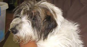 Check spelling or type a new query. Jack Russell Ve Shih Tzu Mix Nedir