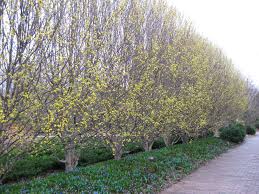 Image Result For Cornus Mas Golden Glory Cornus Mas Dogwood Botanical Gardens