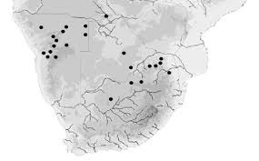 Image result for Walleria nutans