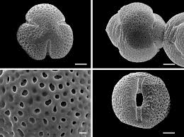 Image result for Triainolepis africana