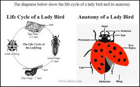 Life Cycle And Anatomy Of A Lady Bird Testbig Com