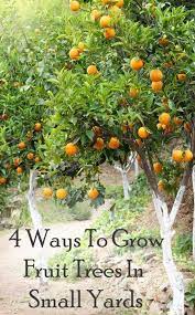 Pin On Gardening