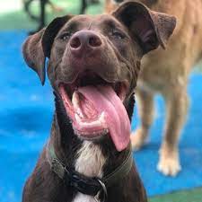Maybe you would like to learn more about one of these? 4 Paws Resort Spa Orlando 51 Photos 29 Reviews Pet Sitting 5013 E Colonial Dr Orlando Fl Phone Number