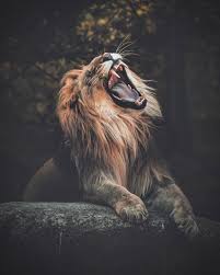 Voyageurs Du Monde Voyage Les Plus Beaux Paysages Paysages Photographie Photos Monuments Les Plu Photos Animaux Sauvages Photos De Lion Photographie De Lion