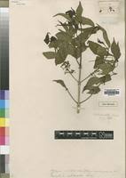 Image result for Rytigynia