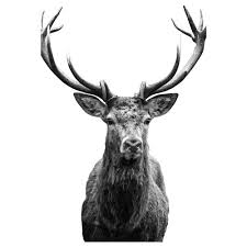 Dihalaman ini anda akan melihat gambar hitam putih rusa yang ! Bjorksta Gambar Horns 78x118 Cm Ikea