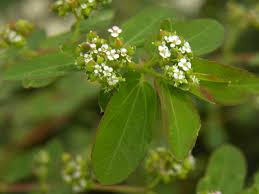 Image result for Euphorbia hyssopifolia