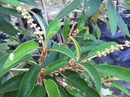 Image result for Croton gratissimus