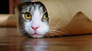 Rare white Lion roars ❤