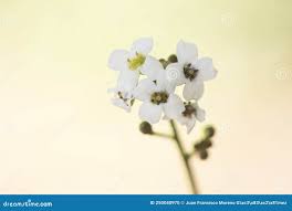 Image result for Crambe hispanica