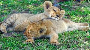 Pin By Patricia Gross On Lion Pictures Lion Pictures Wild Cats Cute Animals