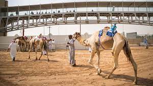 Get ready for the most ultimate and challenging racing game of the year. Uae To Resume Camel Races In August After Covid 19 Prompted Suspension The National