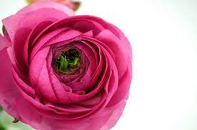 Check spelling or type a new query. Wholesale Flowers Sydney All Of Nsw
